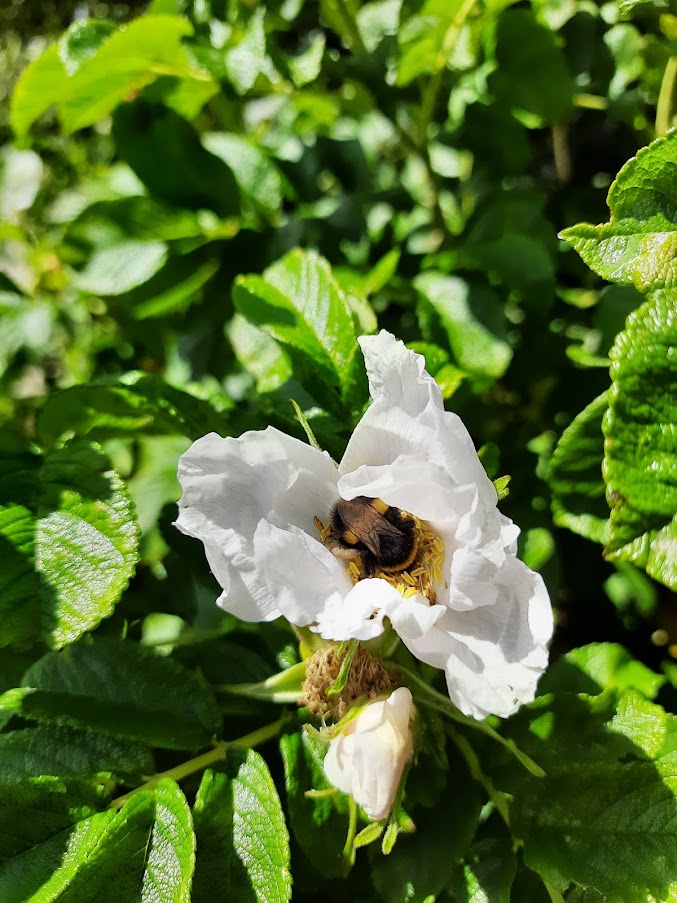 An image depicting a bumblebee appearing to rest in the centre of a white flower's petals