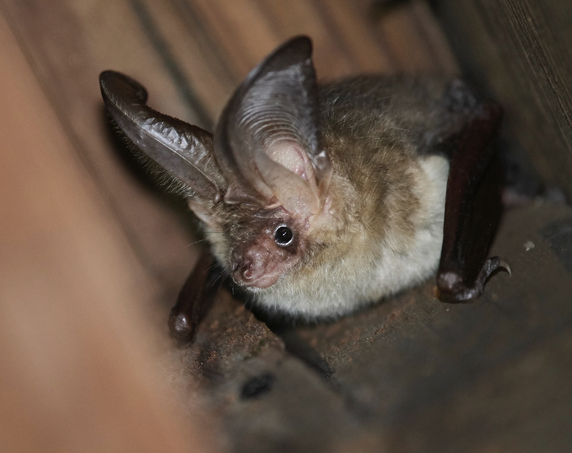 An image of a brown long-eared bat