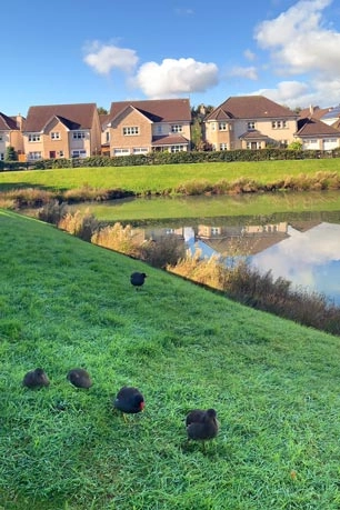 An image depicting a group of 5 black waterfowl beside a large pond, with homes in the background, p