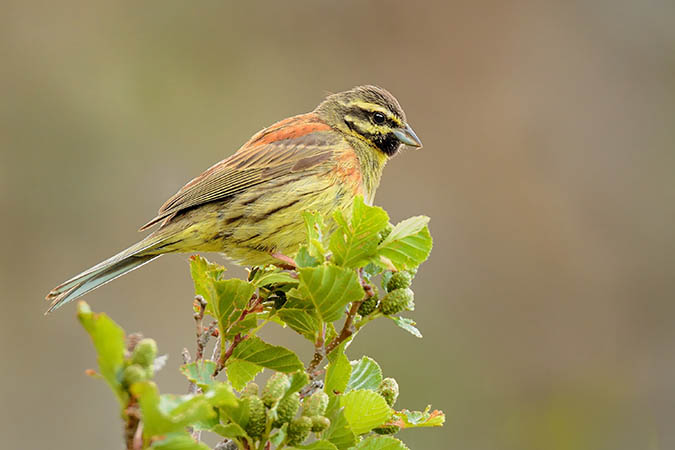 cirl bunting