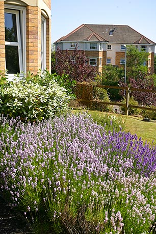 Lavender borders in front of residential property