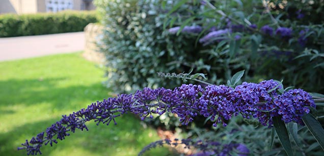 Purple flower in front of shrubs