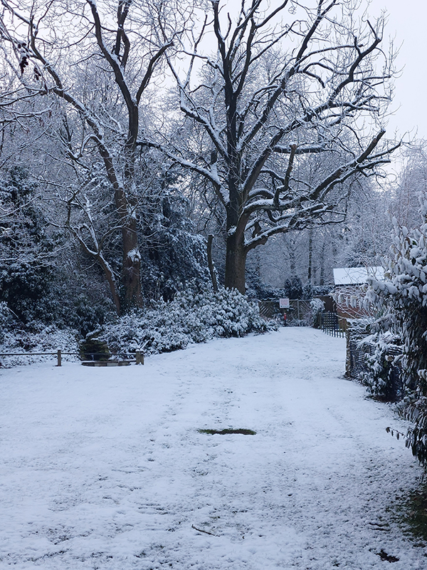 An image of a snowy scene, blanketing the ground and a tree in the distance