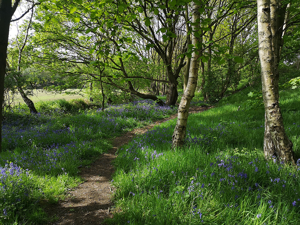 An image of a woodland path with bluebells