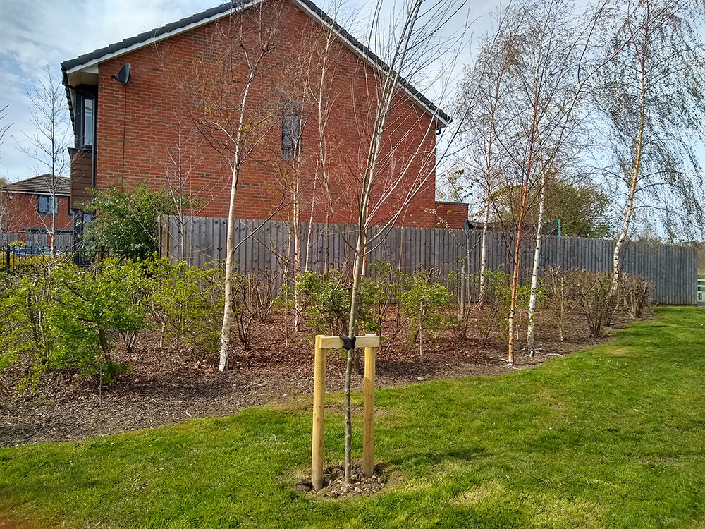 Loxley College Jubilee Tree resized