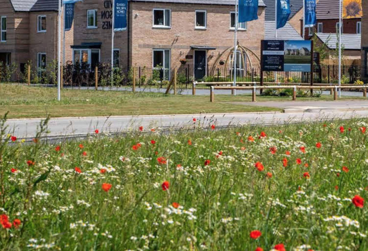 An image of a poppy meadow in the foreground, with houses in the background