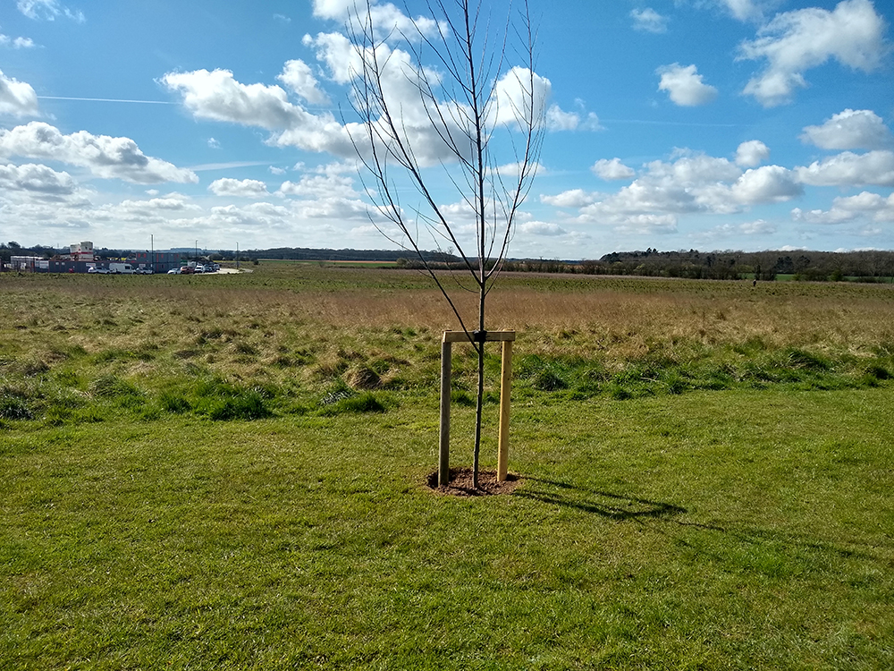 Scartho Top Jubilee Tree resized