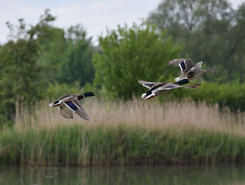 A raft of ducks taking flight from a lake with reeds and trees in the background