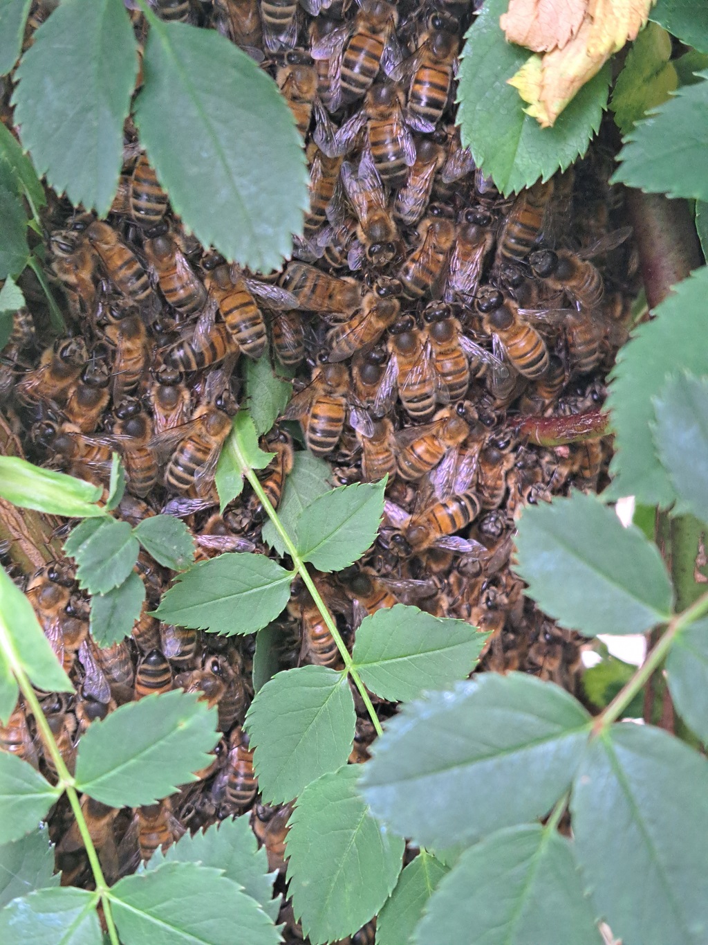 Bees swarming into a ball