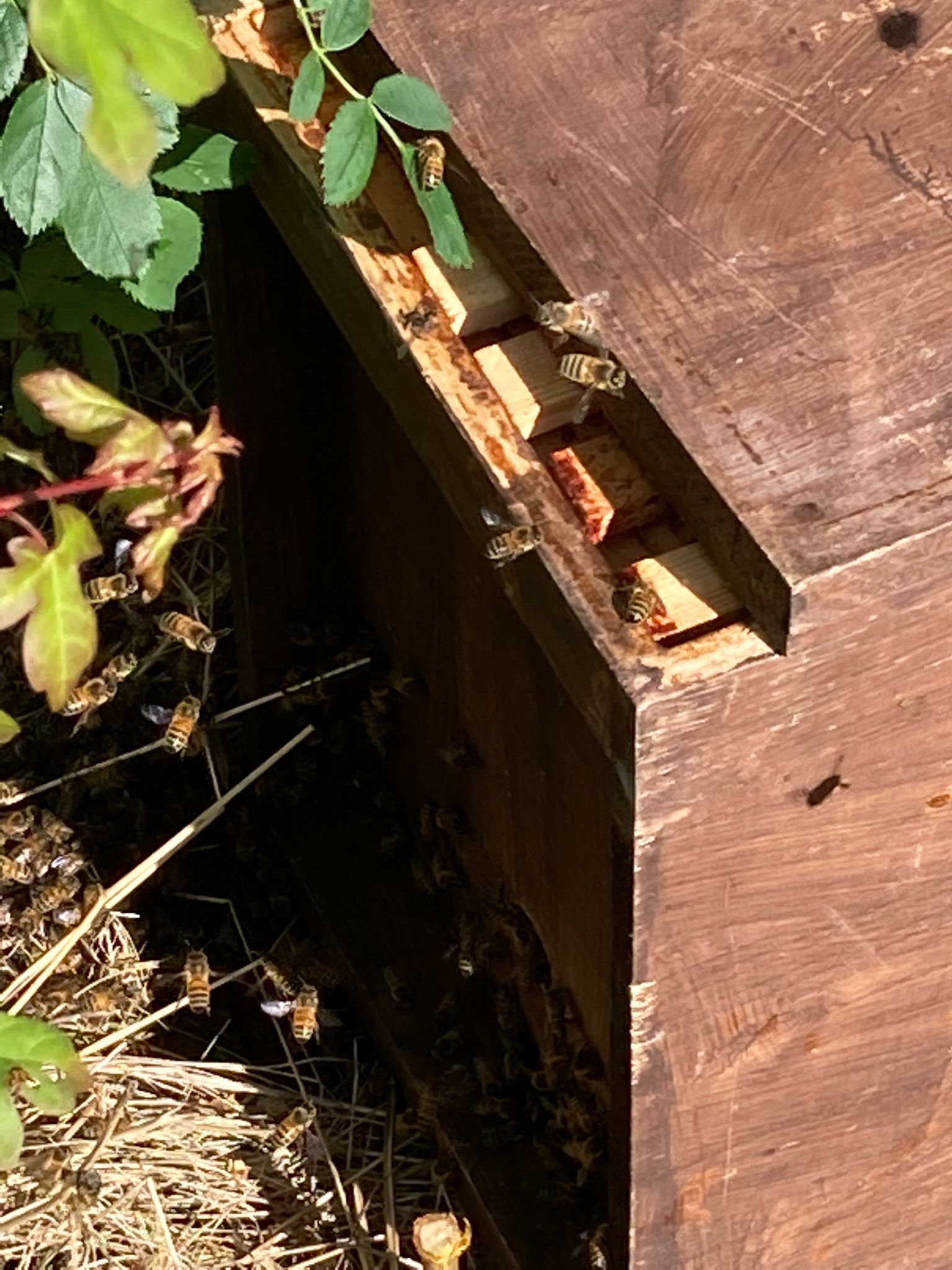 Bees moving to a temporary home for transport