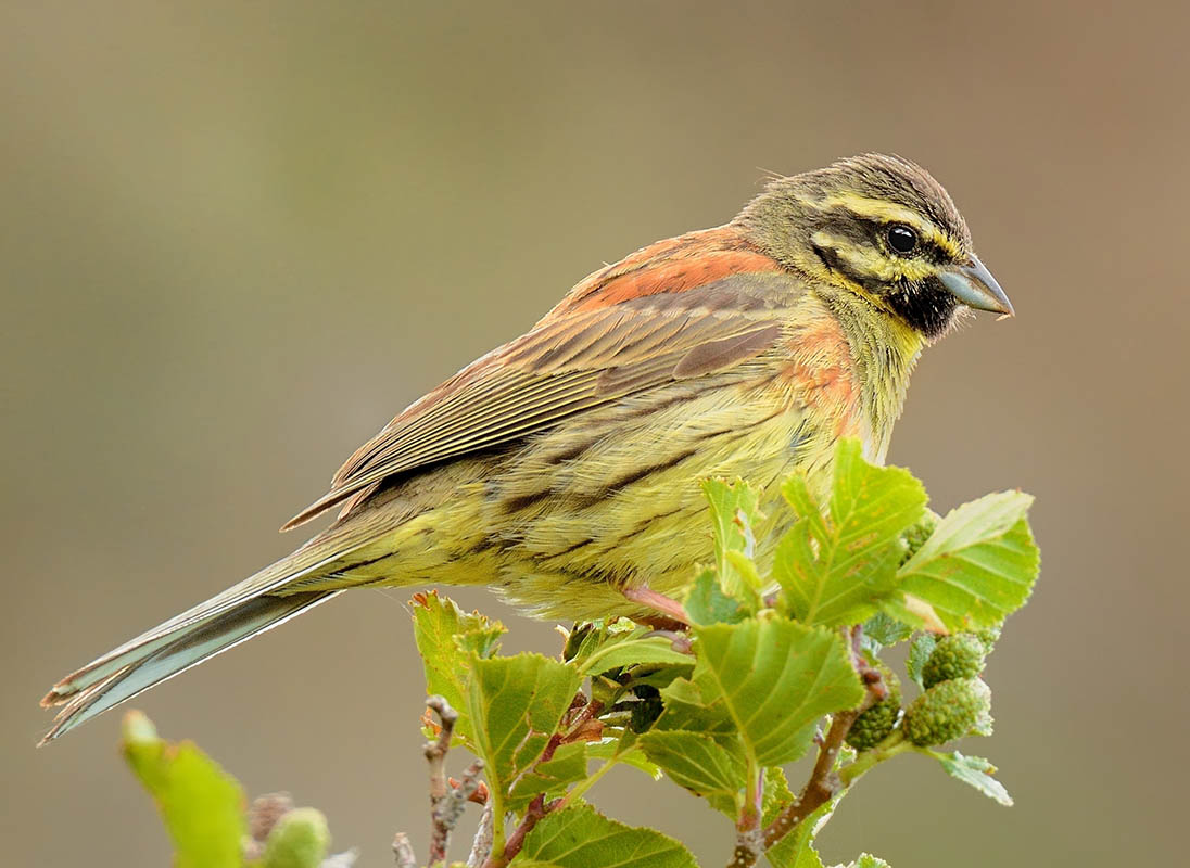 bunting