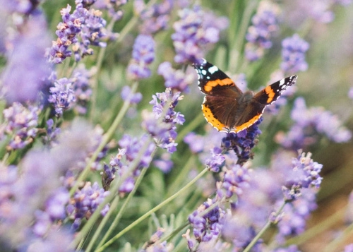 An image of a butterfly perching upon a flower meadow