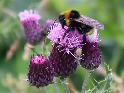 bee pollinating a purple flower