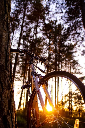 bicycle in a woodland area with the sun shining through