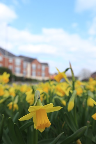 close up view of a large group of daffodils