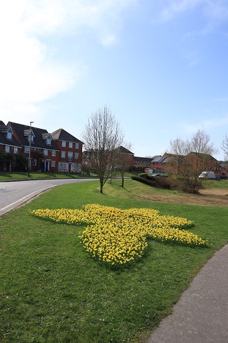 side angle of the daffodil bed with houses in the distance