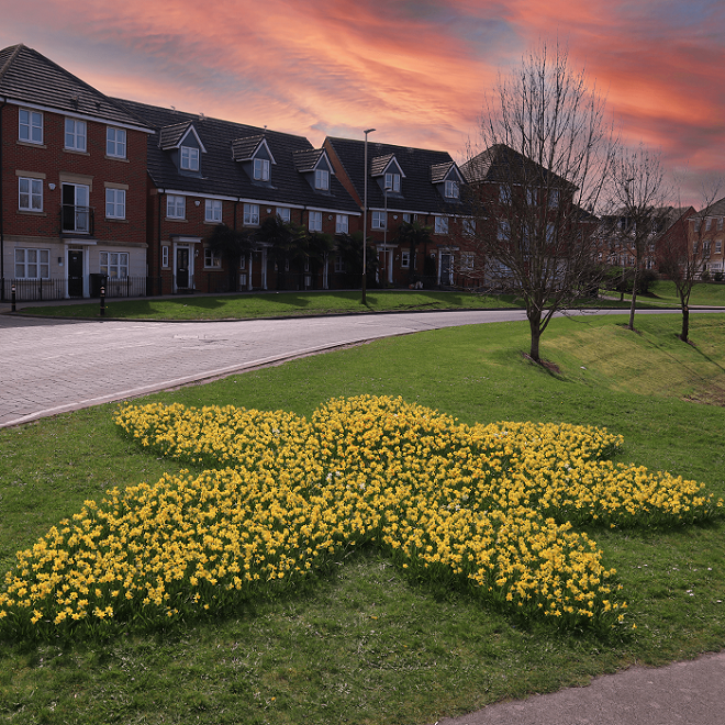 Bed of daffodils in the shape of the marie curie flower