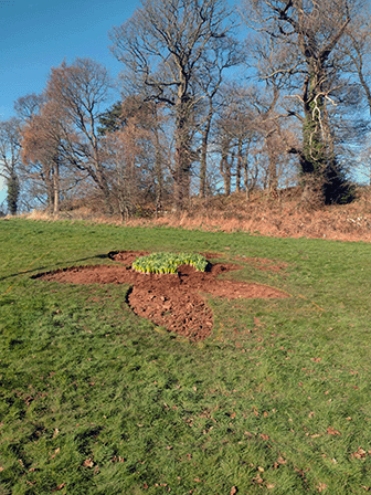 dirt in the shape of a daffodil with buds growing in the soil