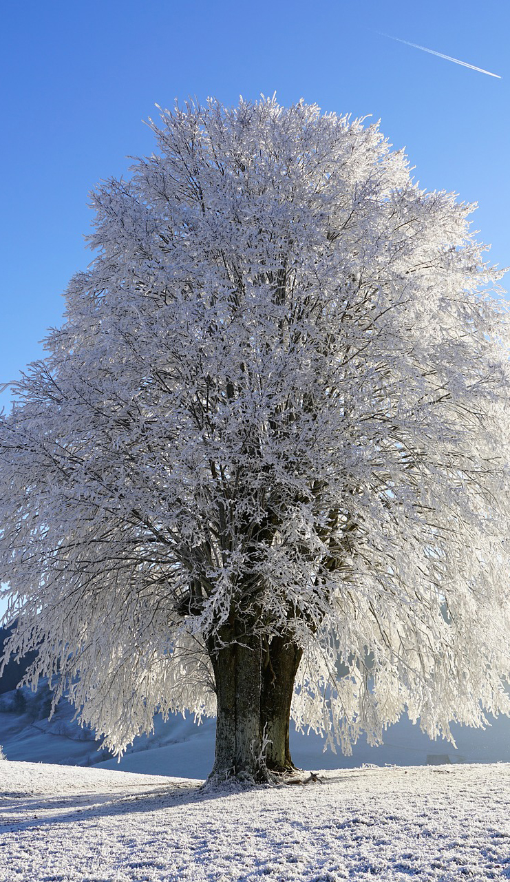 Large snow filled tree alone on a field