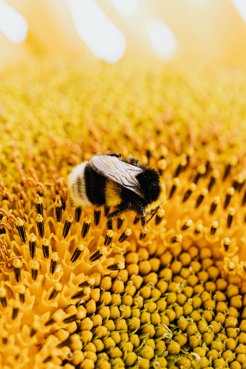 An image depicting a single bee collecting nectar from a yellow flower
