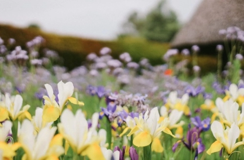 An image of colourful wildflowers in the foreground, with the background blurred out of focus