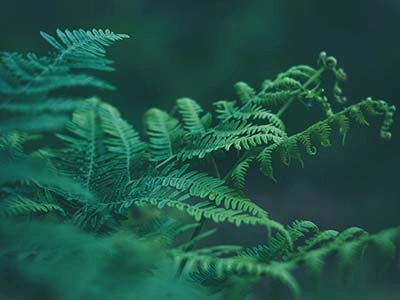 A close-up of lush, green fern leaves in a forest.