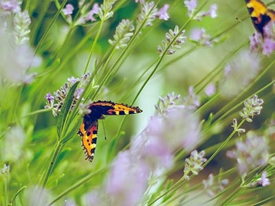 A colourful butterfly on a lavender plant.