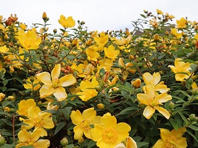 A close-up of a bush with many bright yellow flowers.