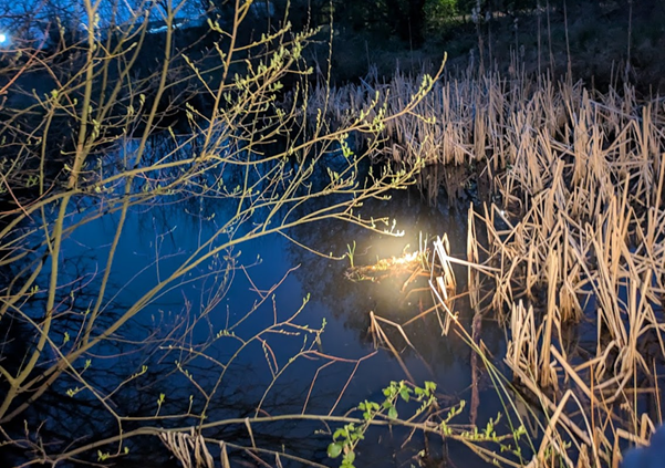 A pond surface at night, illuminated by torchlight